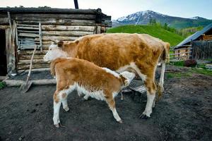 Calf in Kanas Lake is trying hard to drink milk. photo