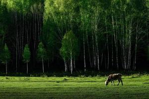 Livestock foraging in front of the beautiful birch forest in spring in Hemu Village, Xinjiang photo