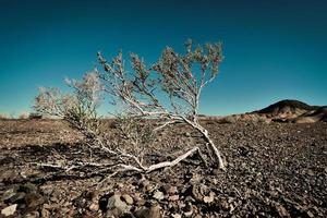 A drought-tolerant plant grows in the desert sun and grit photo
