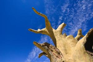 Silicified wood from the Jungar Basin in Xinjiang, also known as wood fossils photo