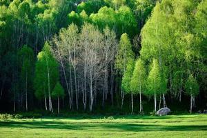 The beautiful birch forest in spring in Hemu Village, Xinjiang is like a fairyland photo