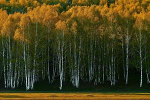 The beautiful birch forest in spring in Hemu Village, Xinjiang is like a fairyland photo