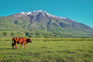 Livestock foraging in front of the beautiful birch forest in spring in Hemu Village, Xinjiang photo