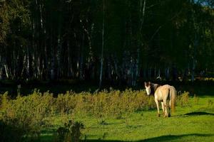 ganado alimentándose en frente de el hermosa abedul bosque en primavera en hemo aldea, Xinjiang foto