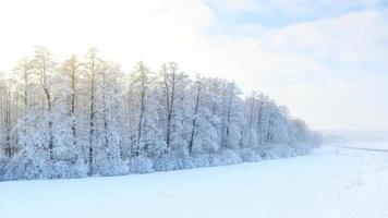 Winter landscape with green fir trees covered with snow and winter sun photo