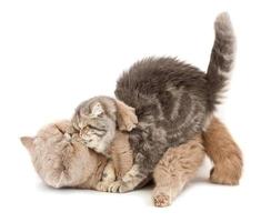 Cats kissing on white background photo