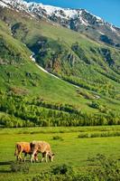 ganado alimentándose en frente de el hermosa abedul bosque en primavera en hemo aldea, Xinjiang foto