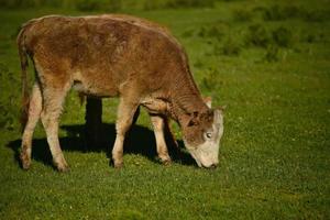 Livestock foraging in front of the beautiful birch forest in spring in Hemu Village, Xinjiang photo