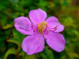 Senduduk or known scientifically as Melastoma malabathricum, beautiful purple flower, flower wallpaper photo