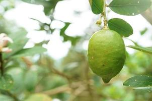 Lemon fruit hanging on a tree with the sun in the morning photo