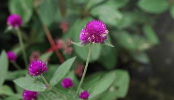 gomphrena flowers grow in the front garden of the house photo