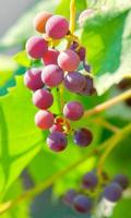 Red grapes vine photo