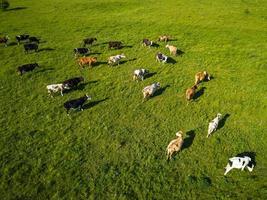 Green field with grazing cows. Aerial background of country landscape photo