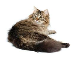 Cute fluffy cat isolated on white photo