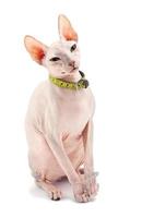 Isolated Sphynx Cat photo