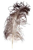 Ostrich feather on white background photo