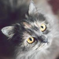 Grey Cat portrait photo