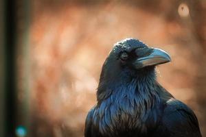 Raven At Gila photo