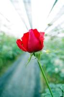 red rose in the garden photo