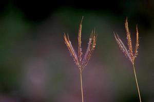 grass flowers with dissolved background photo