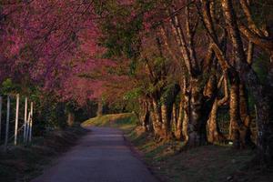 Road in the garden with pink flowers photo