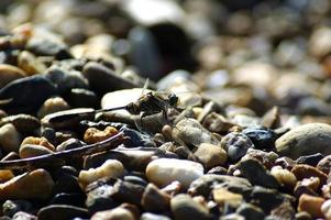 The background dissolves with several rocks by the stream. photo