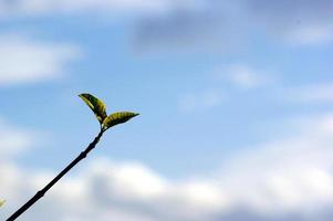 Small branches with blooming leaves Bright blue sky photo