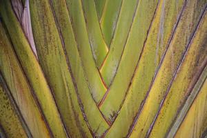 Traveler palm leaf in the nature weave pattern may be used as a background wallpaper photo