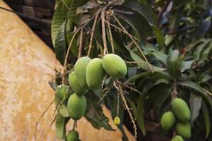 Fresco crudo verde mango en el árbol rama foto