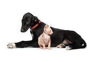 Cute puppy greyhound and kitten don sphynx on a white photo