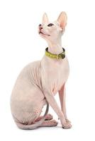 Isolated Sphynx Cat photo