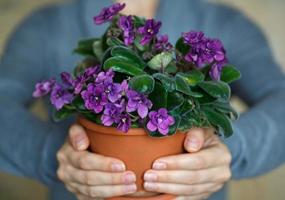 Woman holding a pot of violet photo