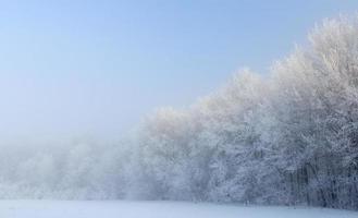Cold winter day, beautiful hoarfrost and rime on trees photo