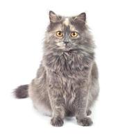 gris gato en blanco antecedentes foto