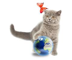 Isolated cute grey British cat photo