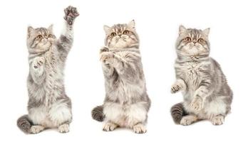 Kittens on white background photo