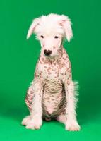 Chinese Crested Dog photo