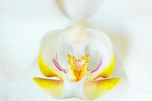 White Orchid on white background photo