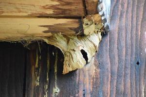 hornet nest under a bird house photo