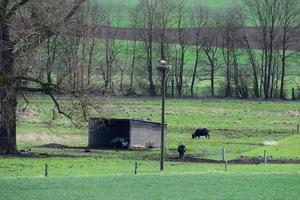 water buffalo herd at their house with a stork nest photo