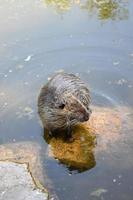 nutria en un Roca debajo agua foto