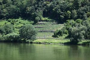 verde viñedo colina a el mosel foto