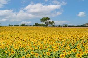 field of blooming sunflowers on a background of blue sky, Lop Buri photo