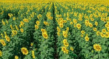 hermosa girasol campo en verano a podar buri provincia, tailandia foto