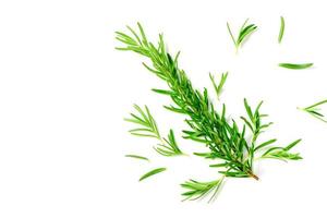 Top view Branch of fresh rosemary isolated on white background. photo