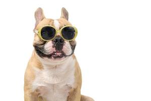 Cute french bulldog wear fashion sunglasses isolated on white background, photo