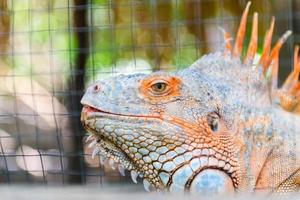 A large orange iguana. Head shot photo