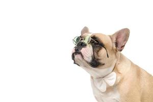 Cute french bulldog wear glasses and white bow tie isolated photo