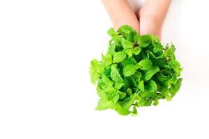 A bouquet of fresh Mint leaves in hand isolated on white background, photo