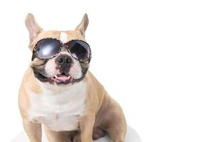 Cute french bulldog wear fashion sunglasses isolated on white background, pets and animal photo